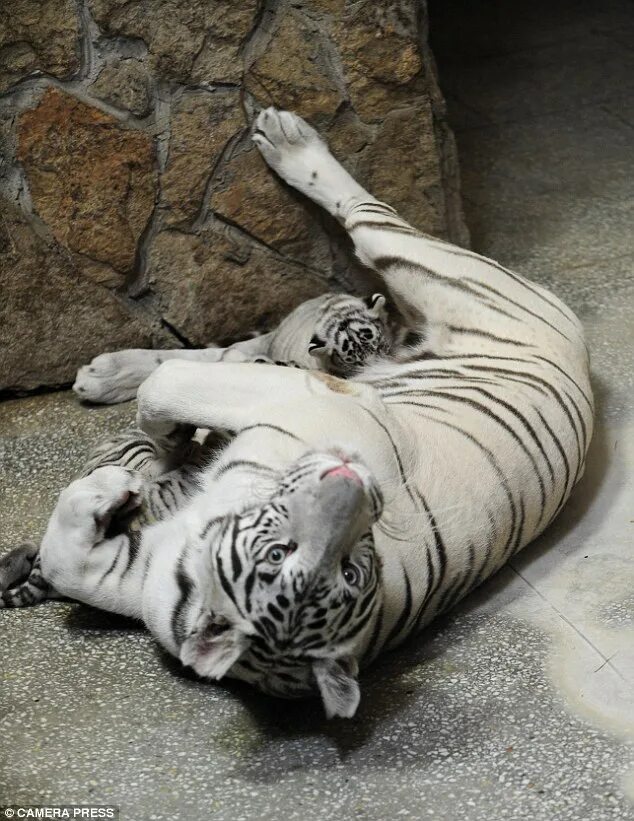 Бенгальский белый тигр ЕКБ зоопарк. Белый тигр в екатеринбургском зоопарке.