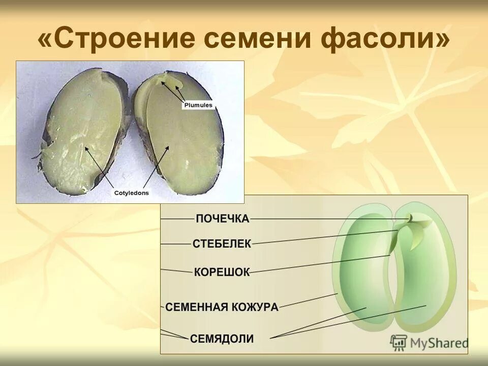 Семя фасоли в сформированном зародыше фасоли хорошо