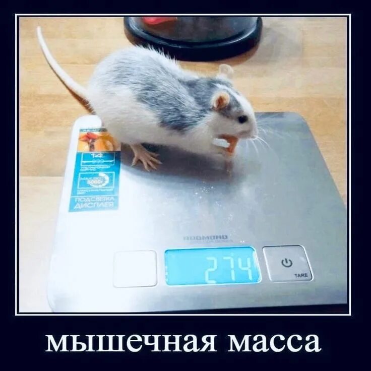 Предположите почему увеличивается масса мышей