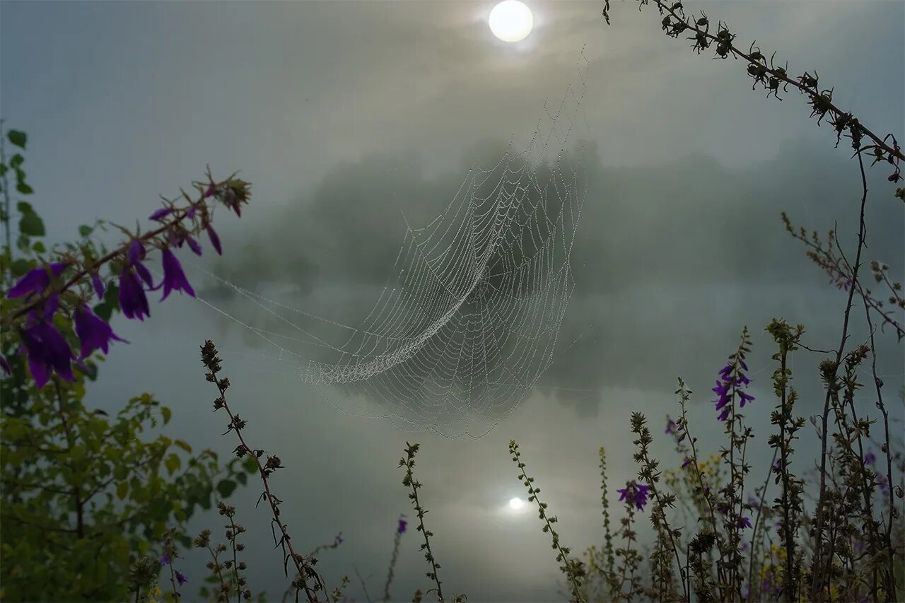 осенняя паутинка. осень паутина. пауки летают на паутине. летящая паутинка. паутина.