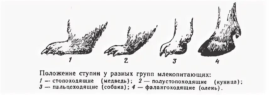Класс млекопитающие - online presentation