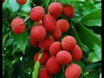 Fruits plant