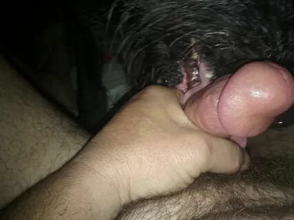 Slideshow 10 inch guy fucks dog pussy.