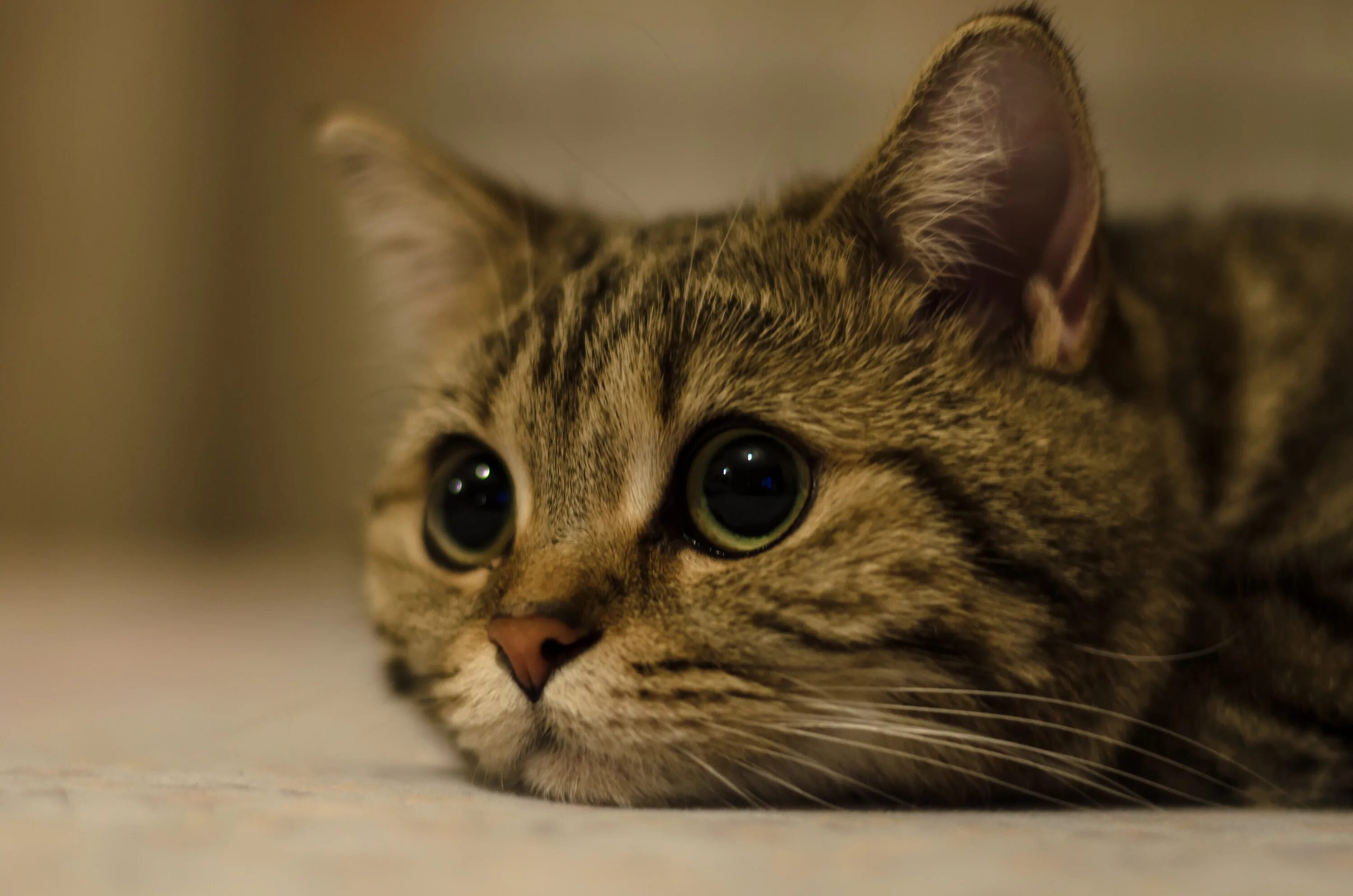 Котики. Печальный кот. Грустная кошка. Котенок с грустными глазами.