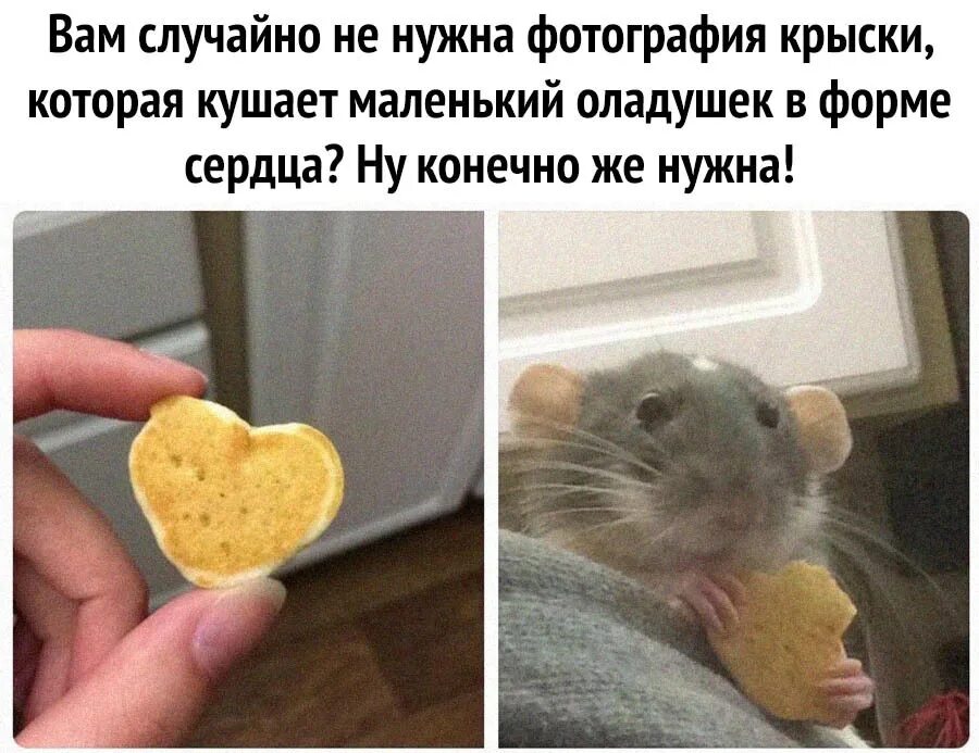 Rat meme