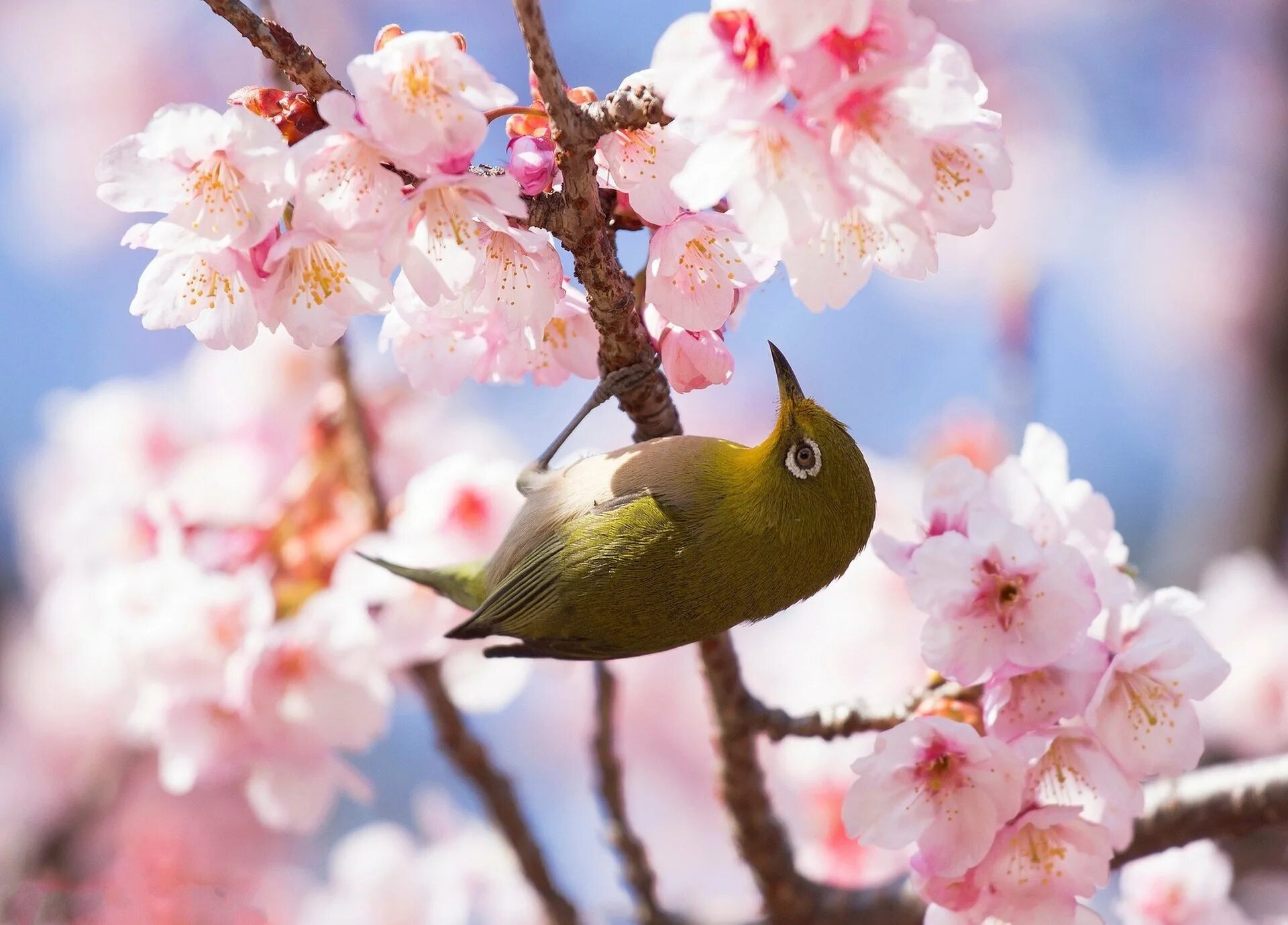 Весной пестрый. Весенние птички. Птицы на Сакуре. Птицы весной.