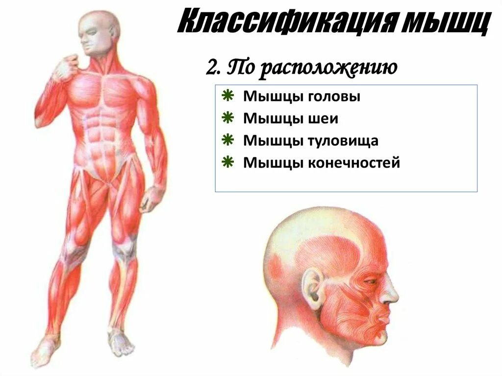 Назовите функции мышц