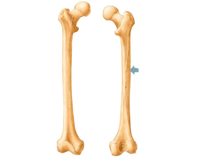 Три трубчатые кости. Трубчатая бедренная кость. Длинные кости. Длинная трубчатая кость. Трубчатые косточки.
