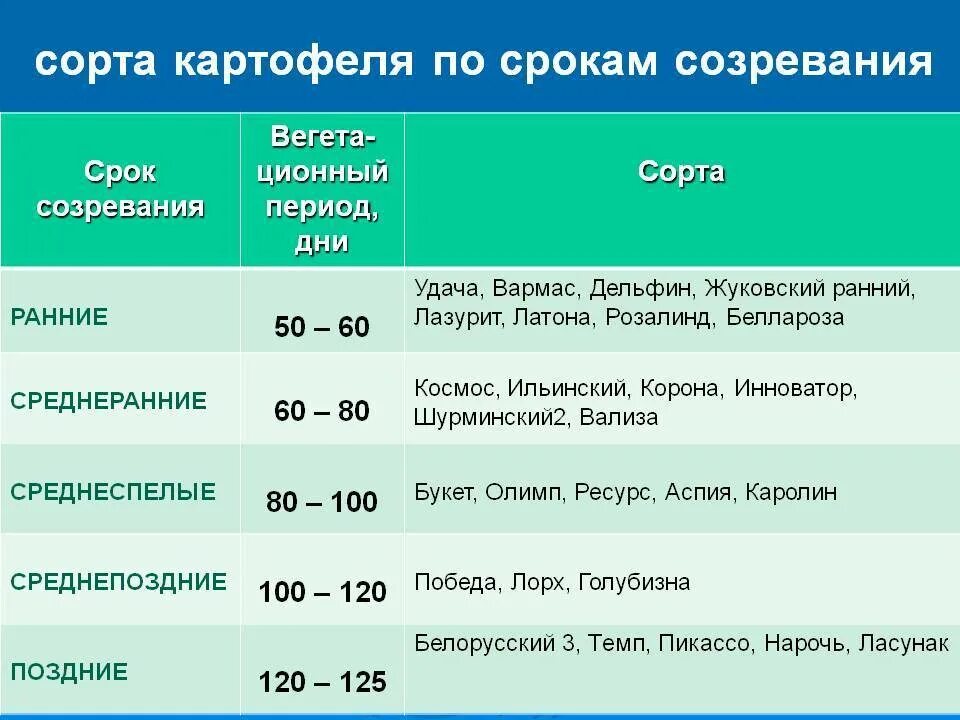 Срок созревания картошки. Сорта картофеля со сроком созревания. Сроки созревания картофеля по сортам. Период созревания картофеля.