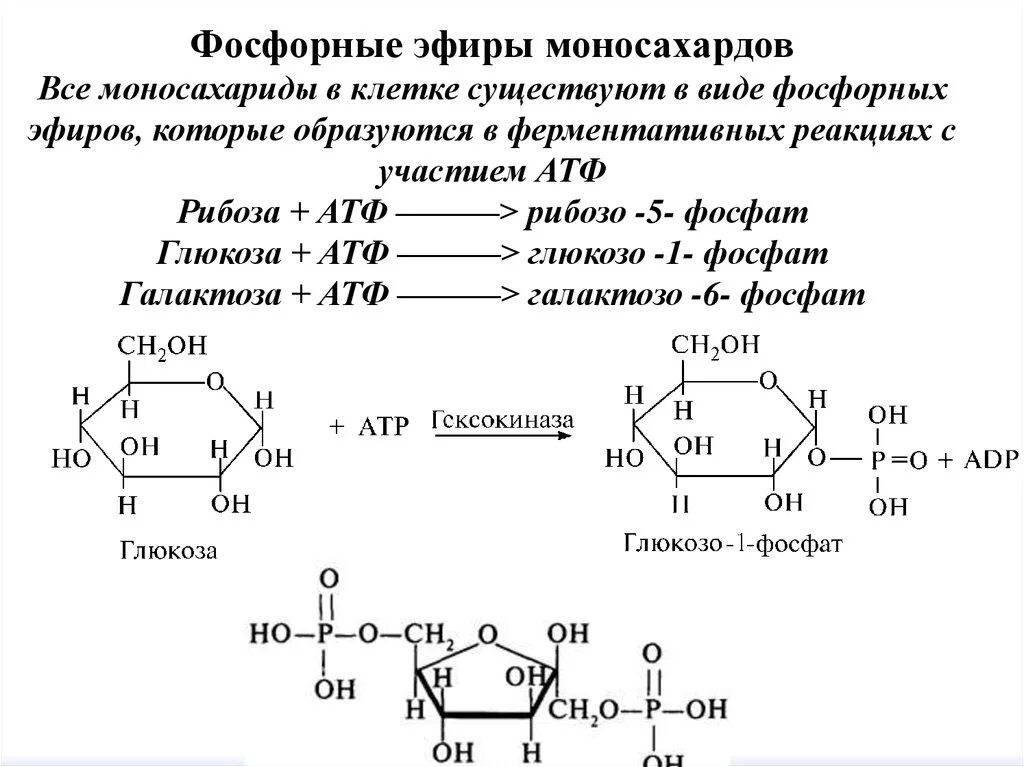 Образование фосфатов моносахаридов. Биороль фосфатов моносахаридов. Образование фосфорных эфиров Глюкозы. Сахариды реакция АТФ.