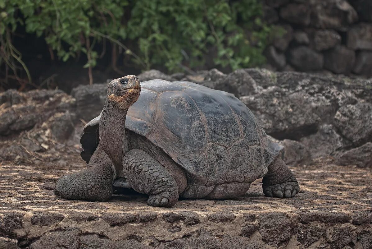 Галапагосские острова ученый. Самый молодой из галапагосских. Черепаха chelonoidis phantasticus. Галапагосская черепаха вымерла. Животные острова санта крус.