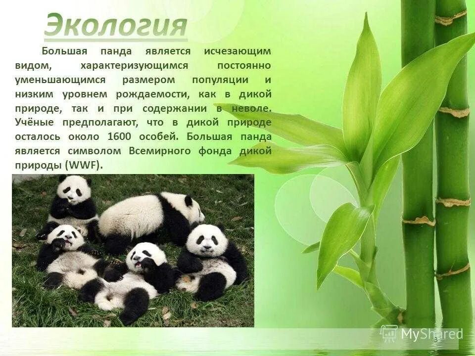 Панда 3 класс. Панда красная книга. презентация на тему панда. информация о панде. доклад про панду.