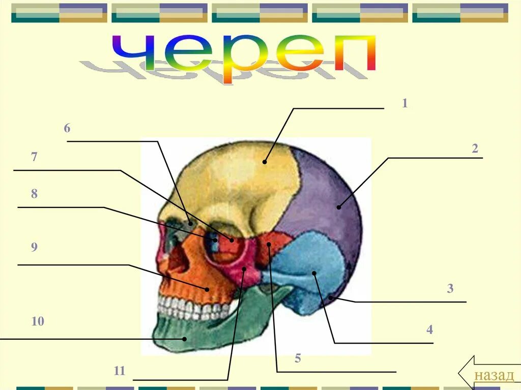 Головной отдел скелета. Биология 8 класс скелет человека череп человека. Череп человека анатомия биология 8 класс. Скелет черепа человека биология 8 класс. Биология 8 класс скелет костей черепа.