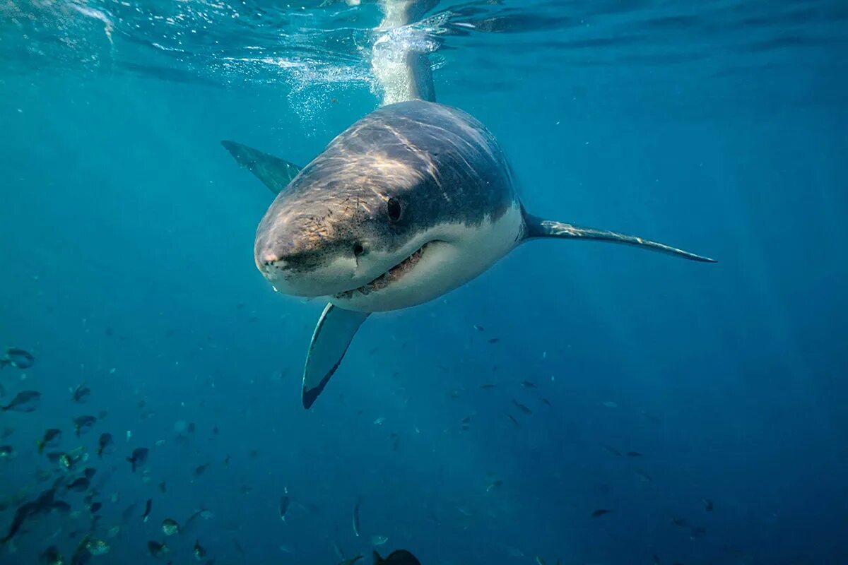 Вещи с акулой. Шар фольга акула. Мужская футболка 3d shark xl. Игрушки крутых акул. Акула интернет.