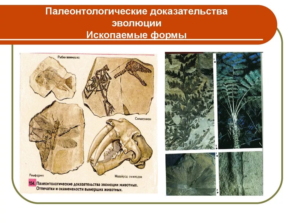 Исследование ископаемых остатков вымерших животных лабораторная работа. Палеонтологические доказательства эволюции таблица. Палеонтология доказательства эволюции. Макроэволюция палеонтологические доказательства.