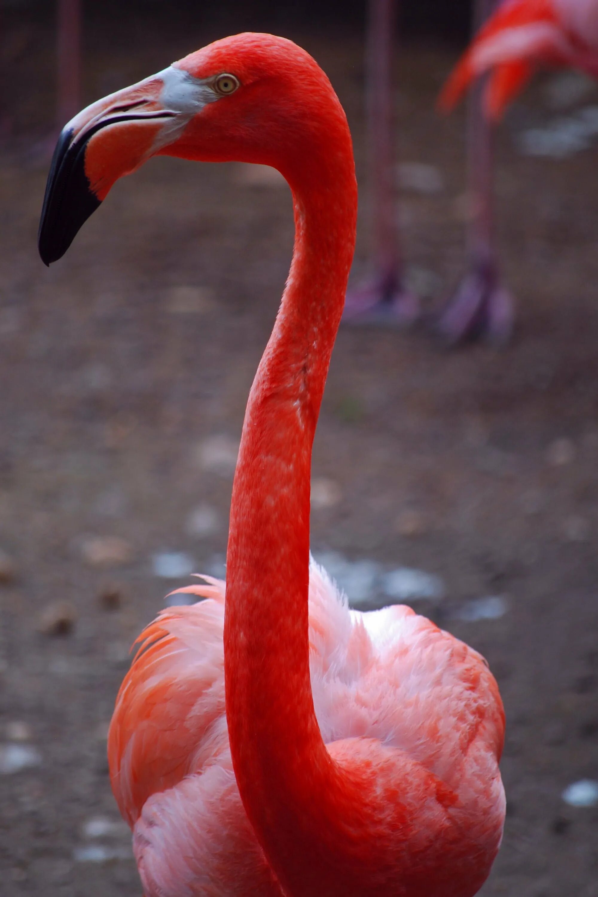 Красный лебедь. Красный Фламинго. Красный и розовый Фламинго. Красные лебеди Фламинго. Фламинго птица.