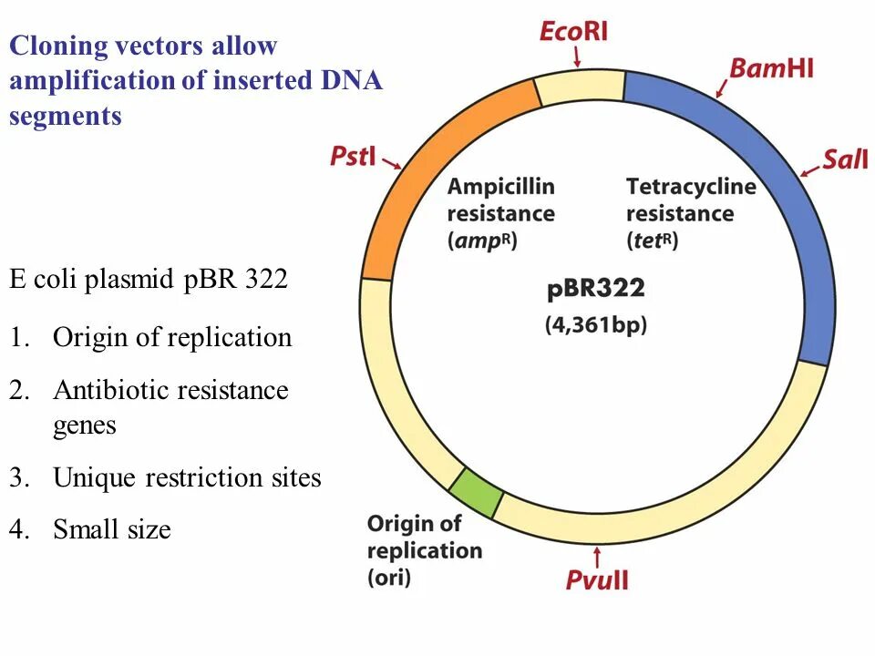 Векторы плазмиды. Плазмида pbr322. Вектор на плазмида pbr322. Схема строения плазмиды pbr322. Плазмида строение.