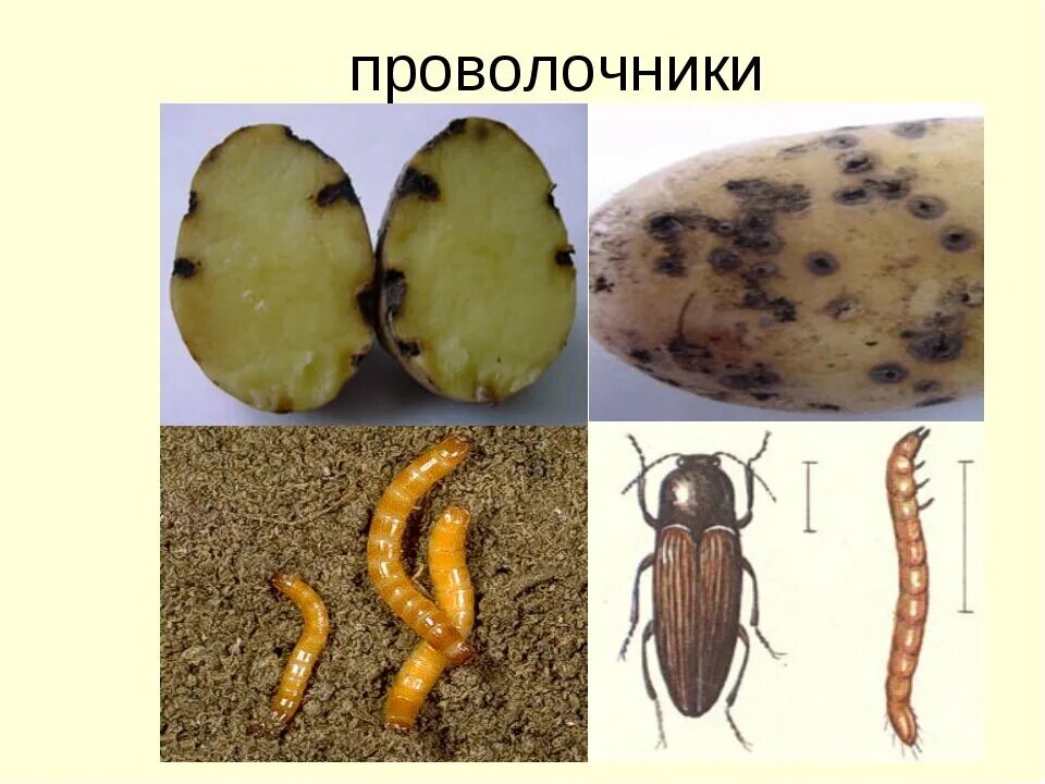 Проволочник это личинка жука-щелкуна. Проволочник чья личинка. Личинка жука проволочника. Личинки гусеницы червеобразные. Жук-щелкун проволочник.