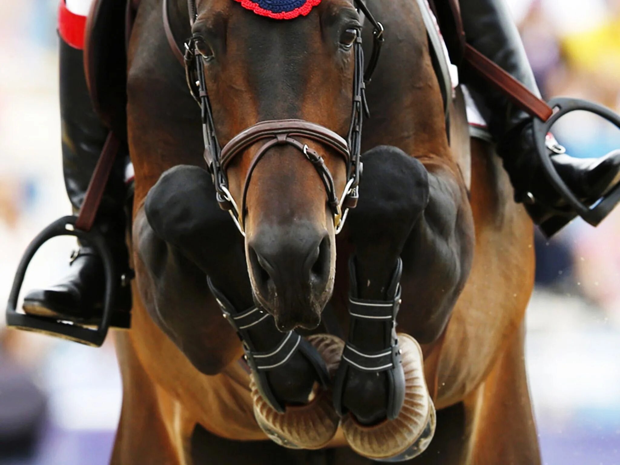 Конкур конный спорт. Эстетика конного спорта конкур. Лошадь на соревнованиях. Спортивные лошади.