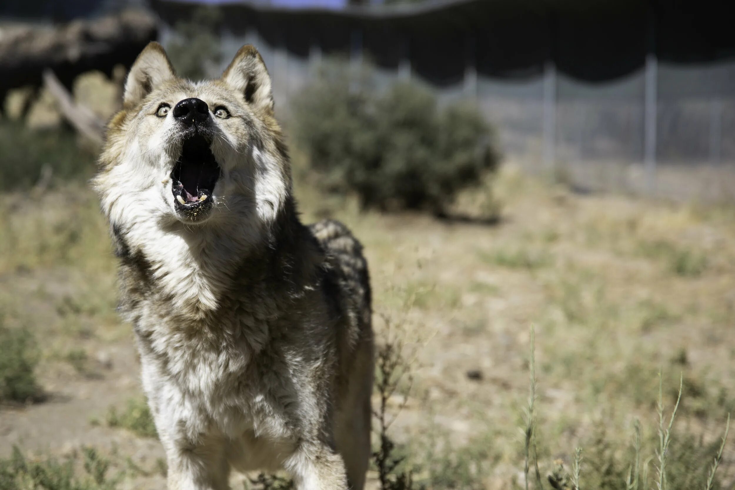 Волчий заповедник в Тромсе. Wolf helps Wolf. Wild Spirit Wolf Sanctuary. Волчья дикость