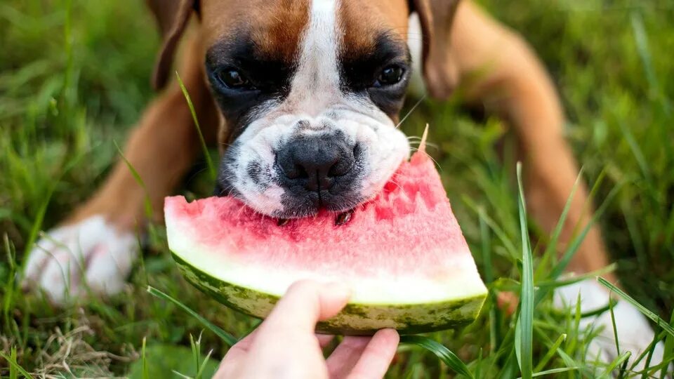 Можно давать яблоко щенку. Собака в арбузе. Еда для собак. Собака ест Арбуз. Собака ест овощи и фрукты.