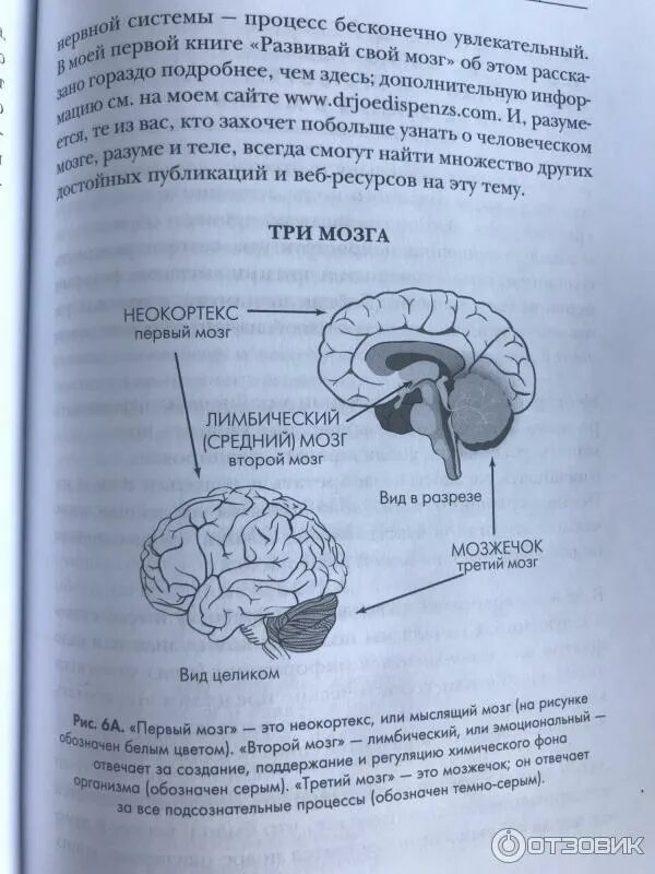 Джо Диспенза три мозга. Нейрофизиология Джо Диспенза. Активация шишковидной железы Джо Диспенза. Книга сила подсознания Джо Диспенза. Диспенза 1 неделя