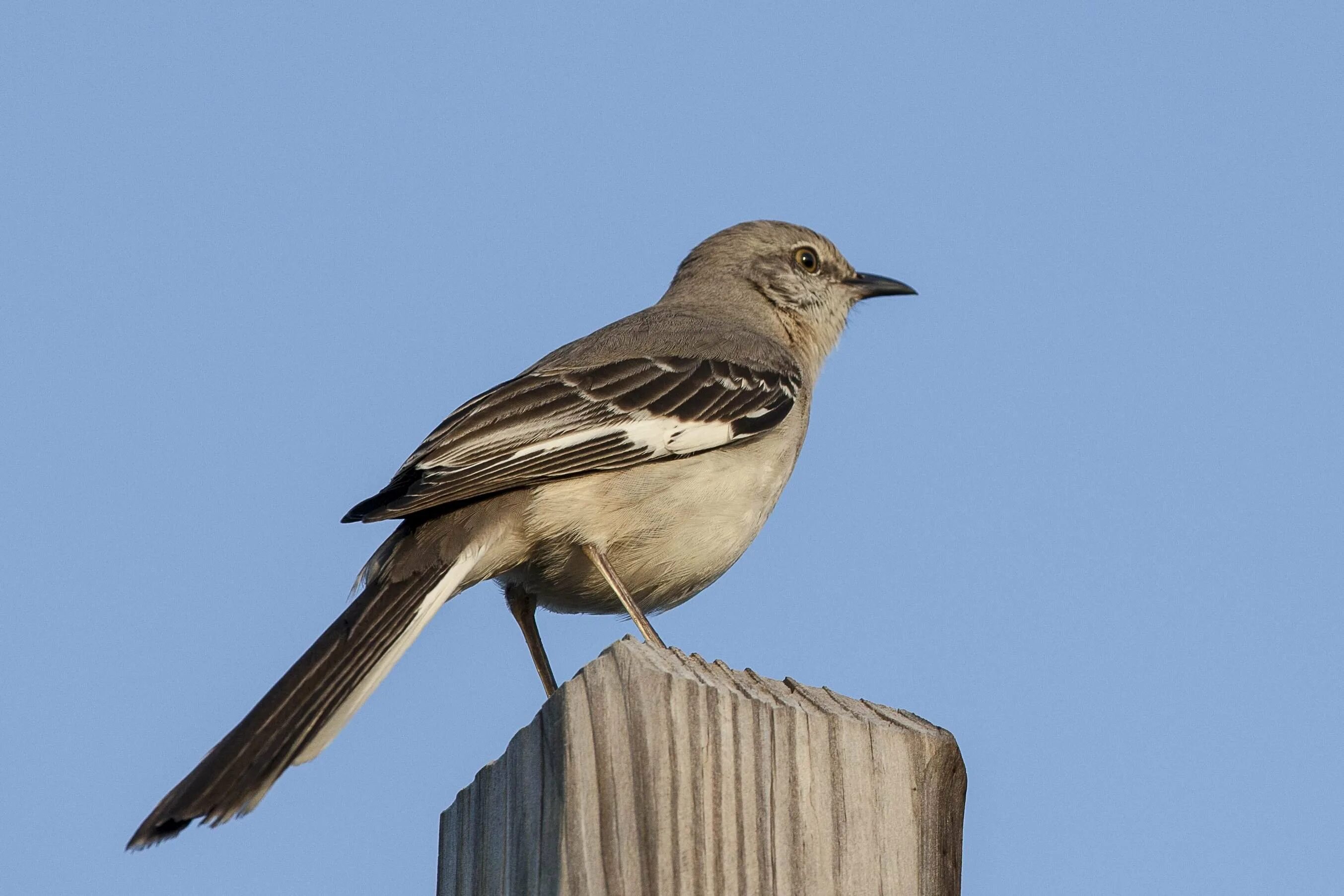 Программа пересмешник. Northern mockingbird. пересмешник птица. зеленый пересмешник птица. коричневый пересмешник.