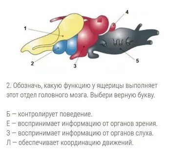 Отделы мозга лягушки
