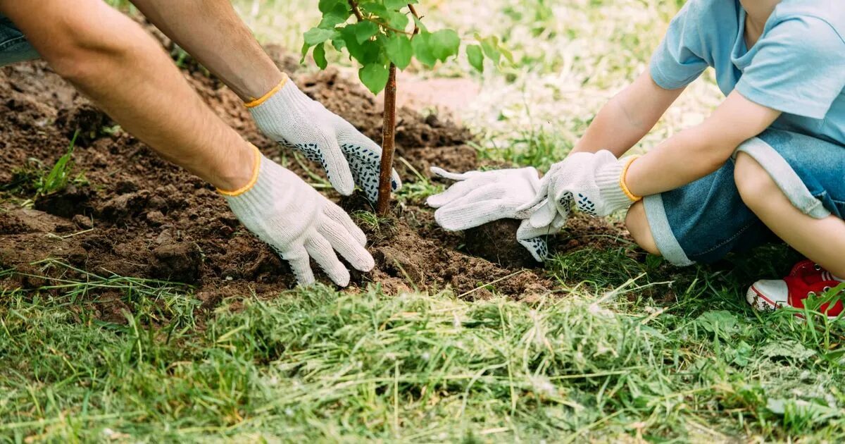 Дерево посадим под окном вырастет оно большое. Дети сажают деревья. Сажать деревья. Дети сажают растения. Люди садят деревья.