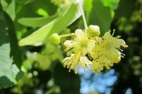 Тәжік есігі