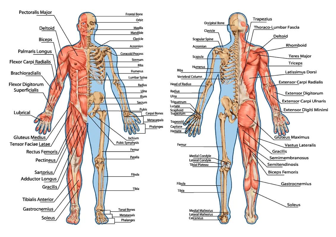 Название организма человека. Анатомия строение скелета человека и органов. Мышечный скелет человека с названием костей. Скелет человека с мышцами и органами. Анатомия человека с подписями.