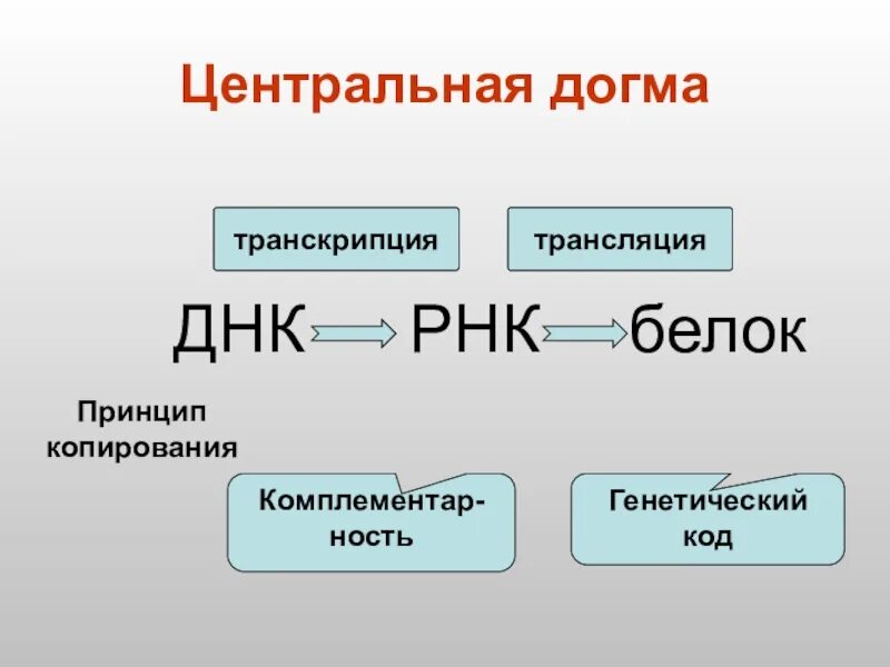 Транскрипция сообщение. Днк рнк белок. днк транскрипция рнк трансляция белок. генетический код центральная догма. передача наследственной информации от и-рнк к белку.