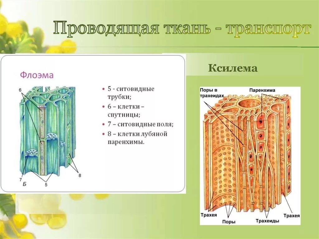 Какая часть у проводящей ткани