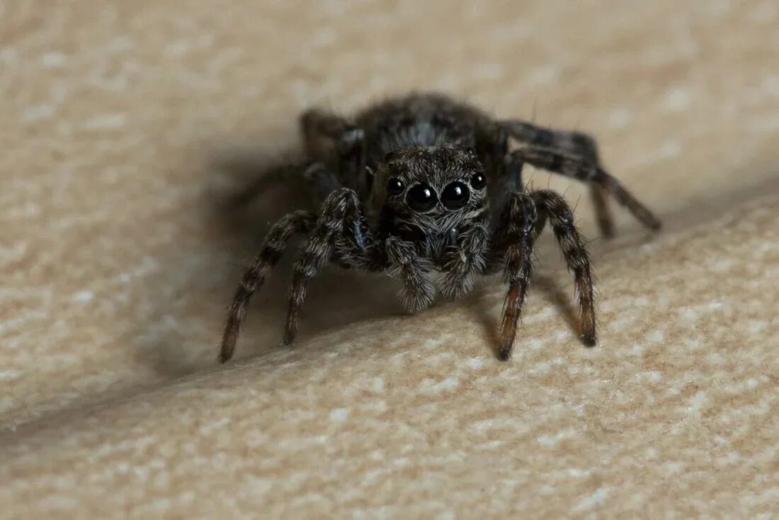 Маленькие домашние пауки. Домовый паук Tegenaria domestica. Домовой паук скакун. Паук Домовой воронковый. Черный домовый паук.