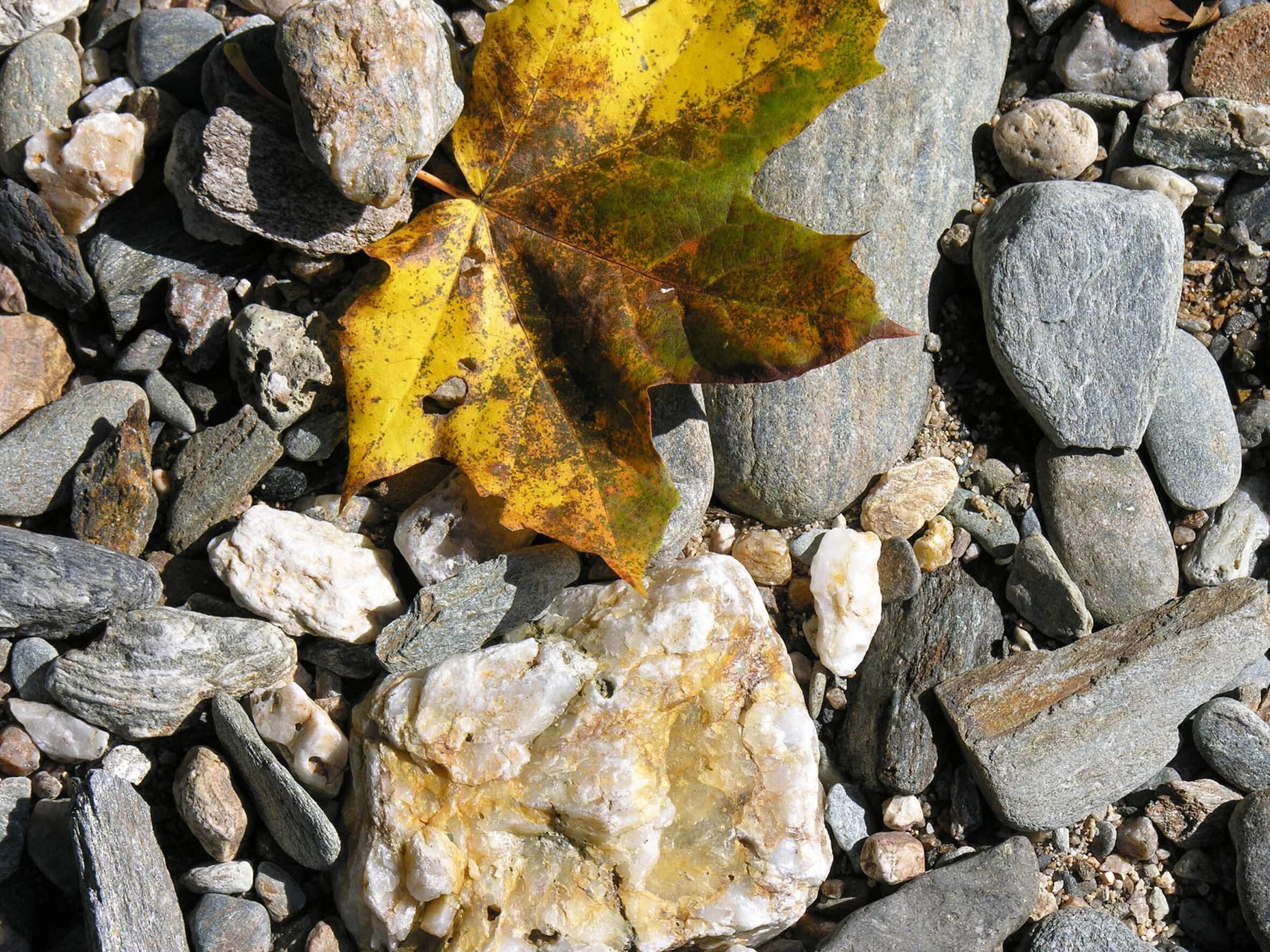 Leaf stone. Камень с листиком. Каменный лист. Листочек на камушке. Листья на камнях.