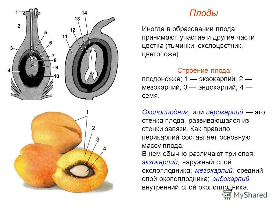 Кожурой составить. Функции семян и плодов зародыша. Строение плода экзокарпий. Строение плода покрытосеменных. Строение односемянного плода.