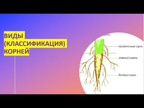 Видео корневых. Классификация корневых систем. Из зародышевого корешка развивается. Стержневая корневая система. Боковые корни.