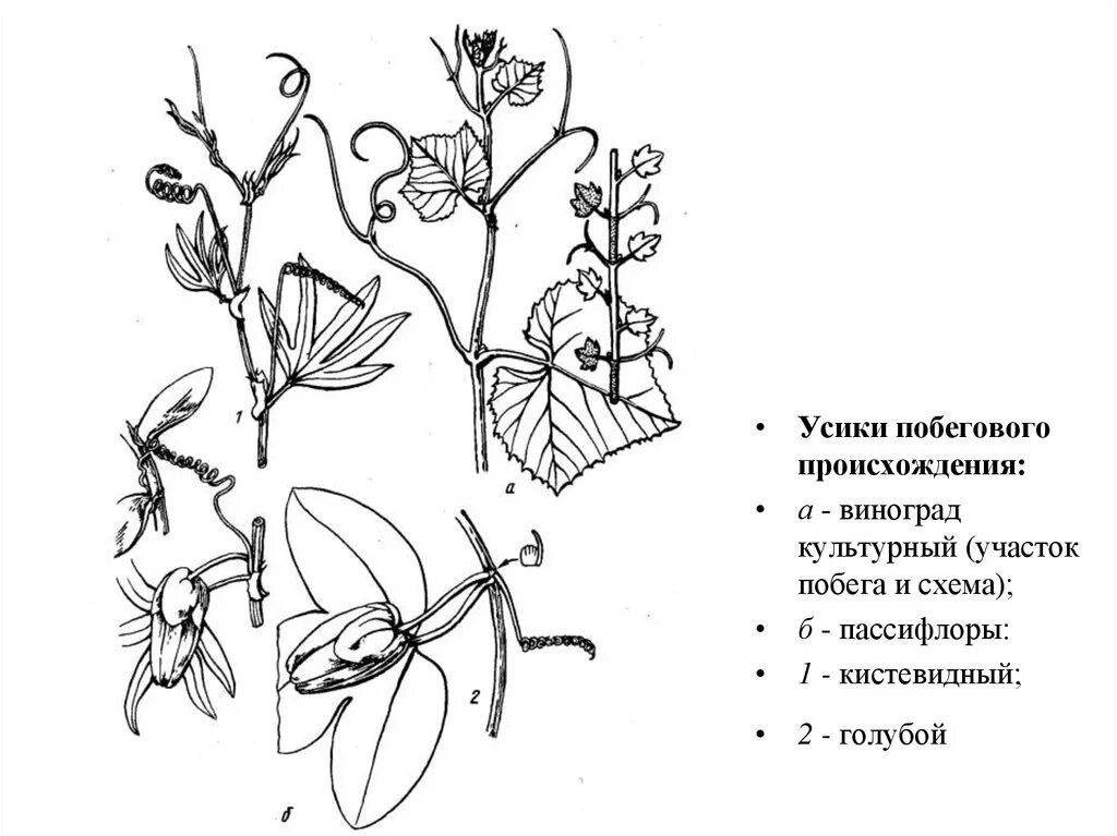 Видоизменения побега винограда. Усики винограда видоизменение. Строение усиков побег. Усики винограда побег. Усик гороха и усик земляники