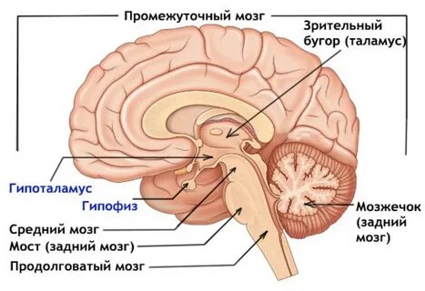 Гипофиз таламус