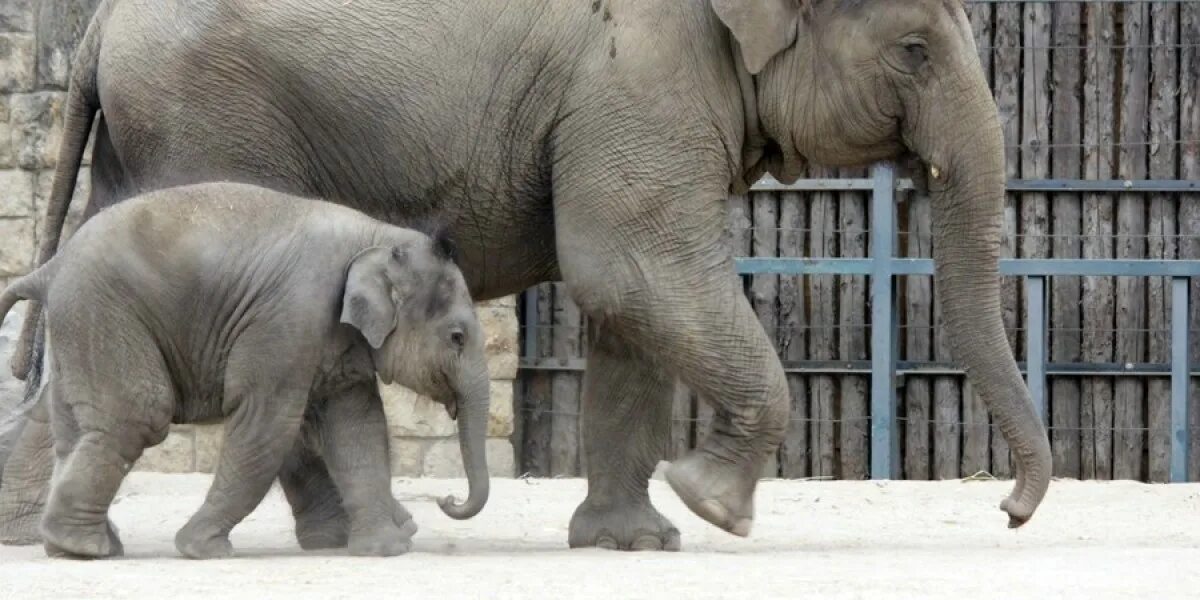 Поставь elephant. Слоны в зоопарке. Стадо слонов в зоопарке. Слон идет. Мир слоников.