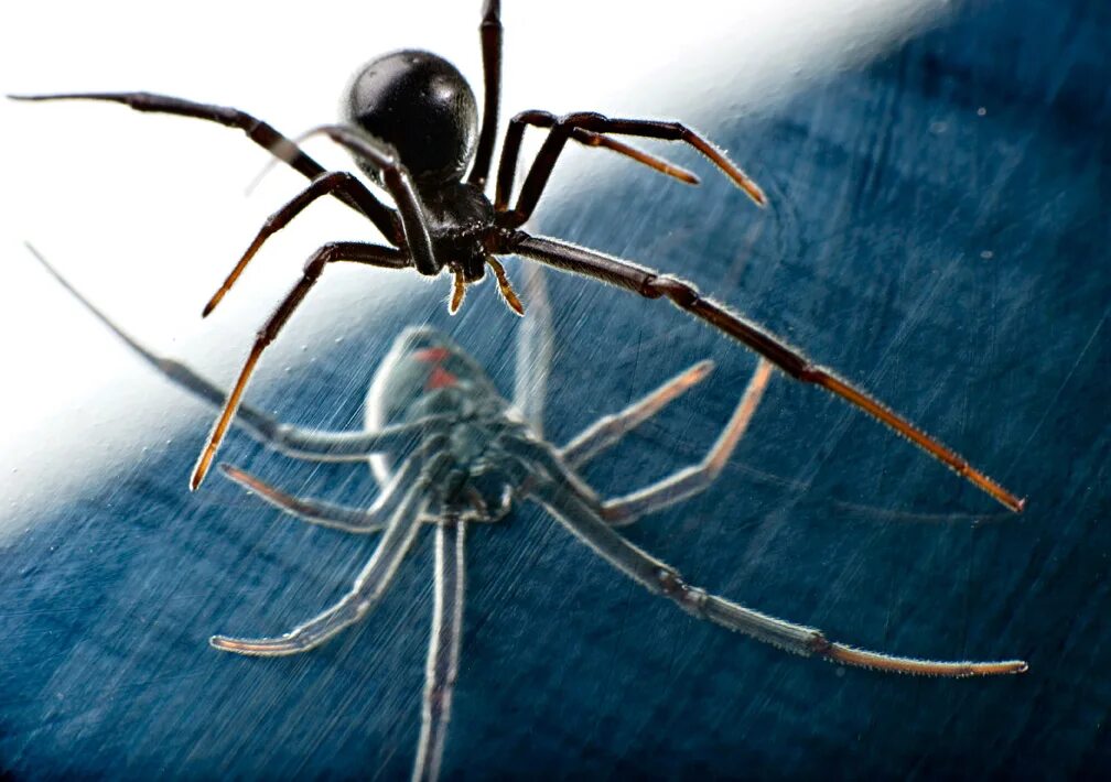 Черный паук хорошо. Черная вдова паук. Черновая вдова паук. Black Widow паук. Паук черная вдова детеныш.