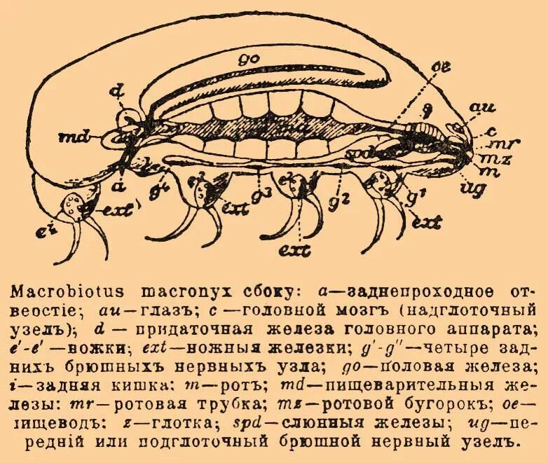 Строение пищеварительной системы человека. Мужская половая система семенные пузырьки. Регуляция образования мужских половых гормонов. Придаточных половых желез. Придаточная железа.