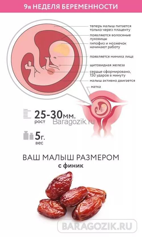 Беременность девять. Плод в 9 недель беременности размер плода. Девять недель беременности размер плода. Размер плода на 9 неделе беременности акушерской. Размер ребенка на 9 неделе.