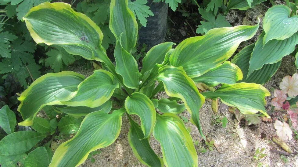 хоста гибридная атлантис. хоста атлантис. Hosta атлантис. хоста гибридная атлантис. хоста атлантис.