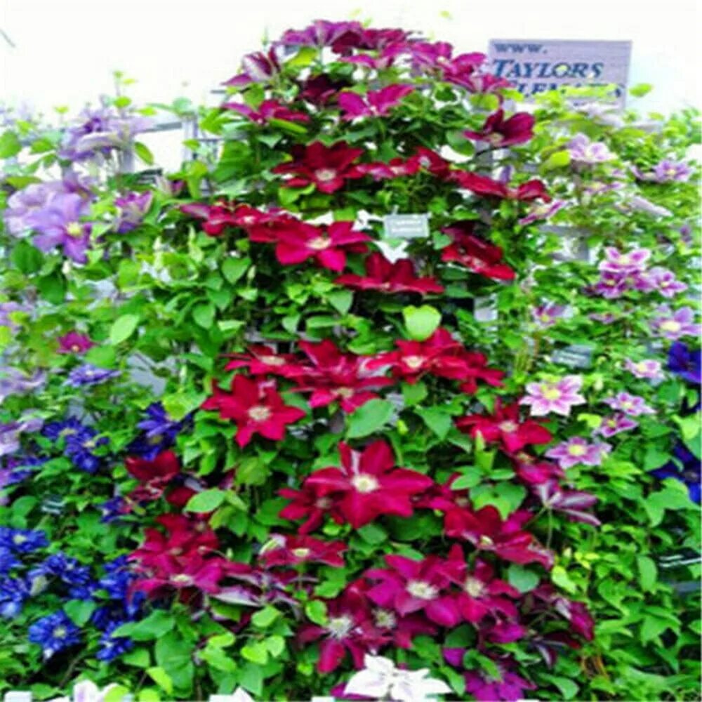 Клематис микс. Клематис микс семена. climber seeds клематис. клематисы вьющиеся. вьющийся цветок клематис.