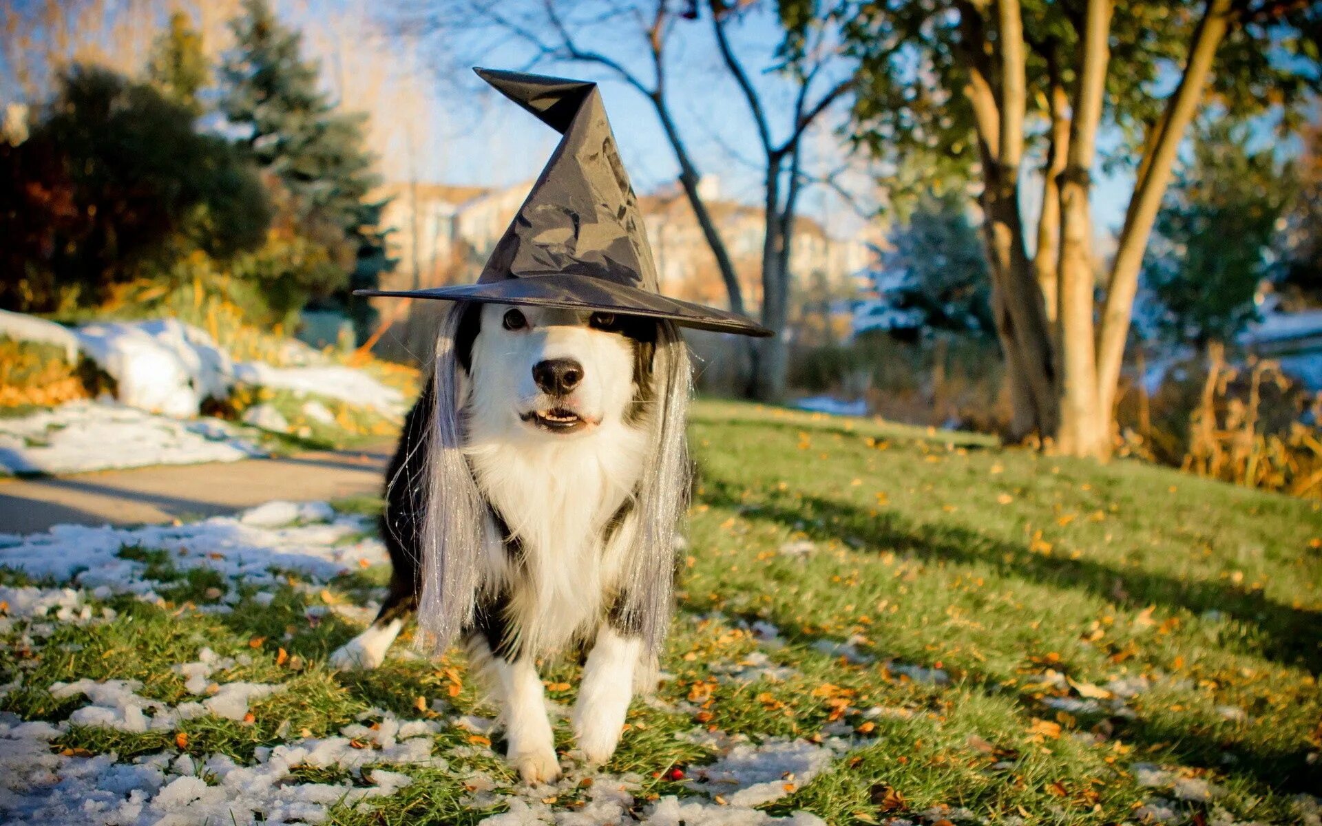 Пес шляпа. Собака в шляпе. Собака Хэллоуин. Шапка 'собака'. Собака в капюшоне.