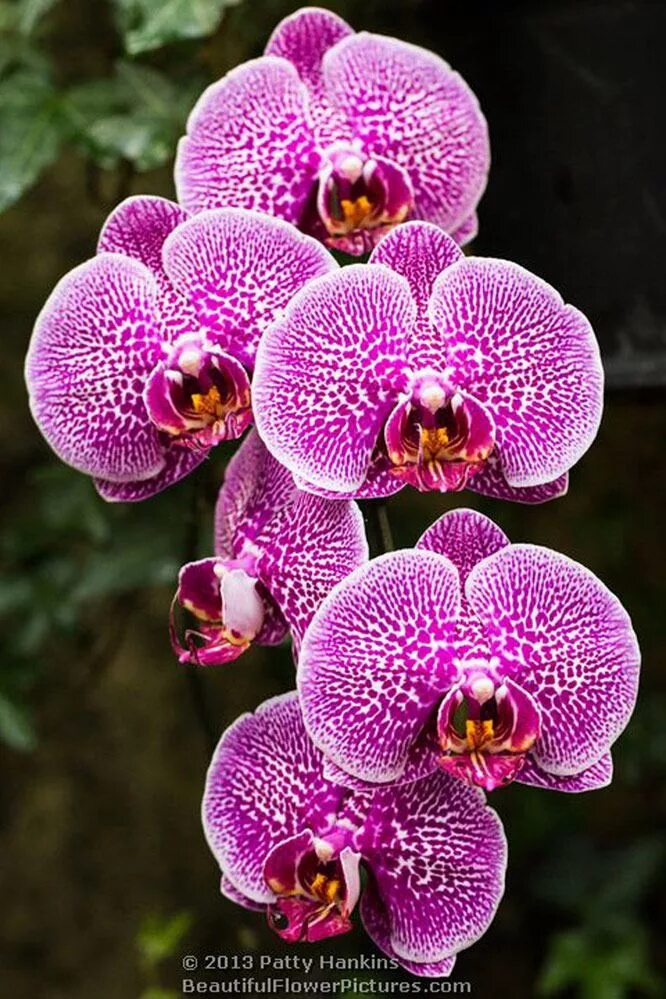 Phal leopard. Фаленопсис leopard prince. орхидея dtps. leopard prince. фаленопсис leopard prince sogo. фаленопсис принц орхидс.