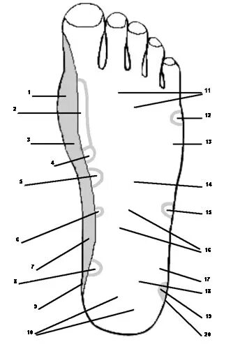 Название частей стопы. Названия частей стопы ноги человека. Схема стопы человека. Название участков стопы.