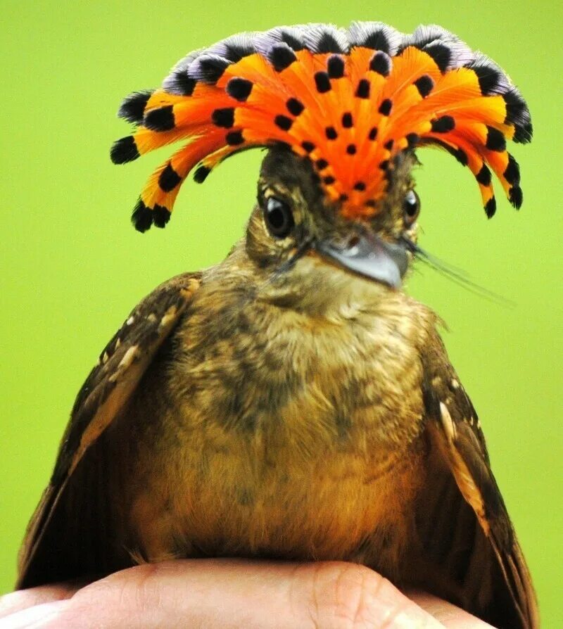 Непуганные птицы. Королевский венценосный мухоед. Амазонский венценосный мухоед. Амазонский Королевский мухоед. Птичка амазонский мухоед.