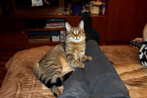 Кот 10 месяцев